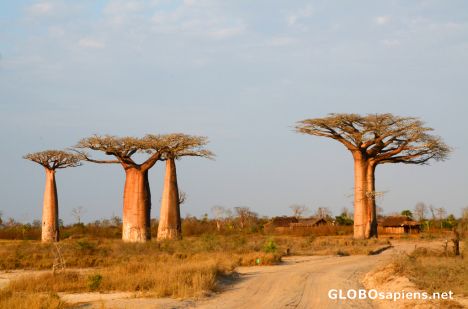 Postcard Morondava (MD) - a small village and baobabs
