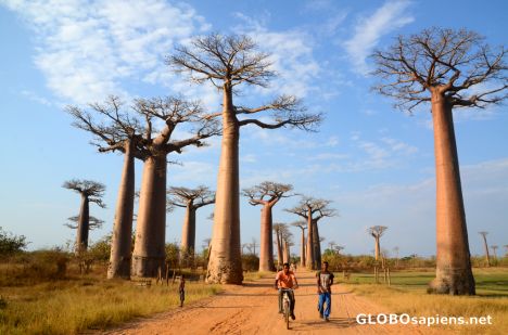 Postcard Morondava (MD) - Avenue of Baobabs