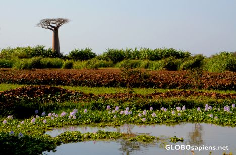 Postcard Morondava (MD) - a pond and a baobab tree