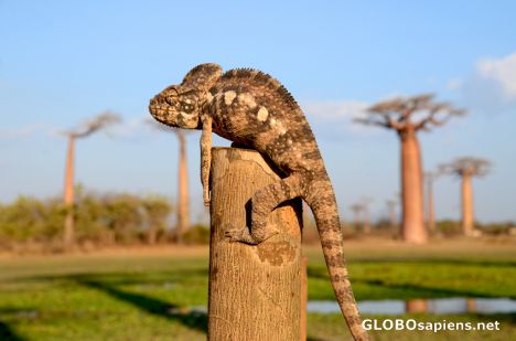 Postcard Morondava (MD) - chameleon & baobabs