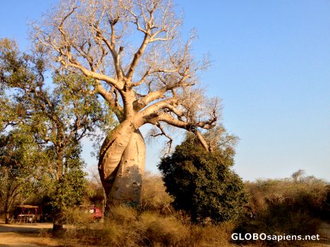 Postcard Morondava (MD) - Baobabs in Love