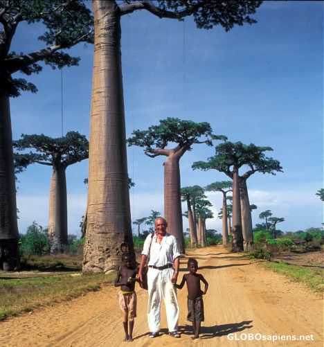 Postcard Walking the baobab alley...