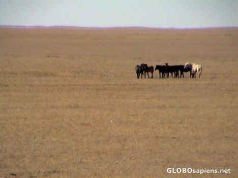 Postcard Gobi horses