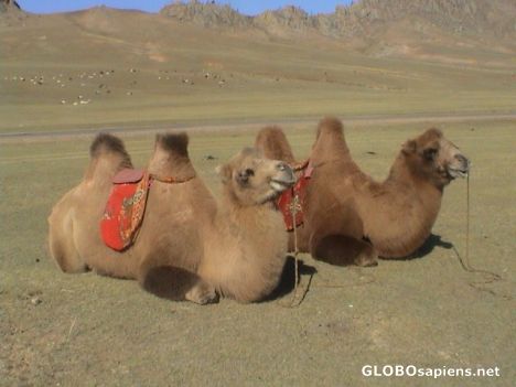 Postcard Very cute mongolian camel.