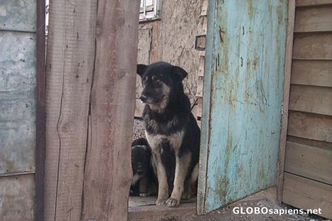 Postcard mongol dog