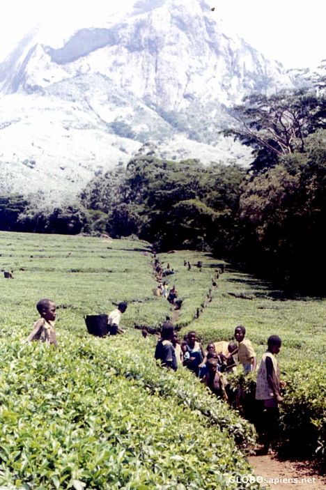 Postcard Mulanje Tea Plantation