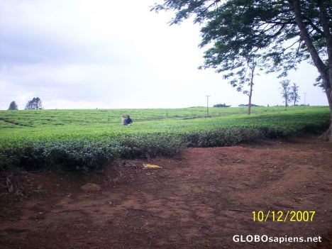 Postcard Tea Plantation in Thyolo area of Malawi