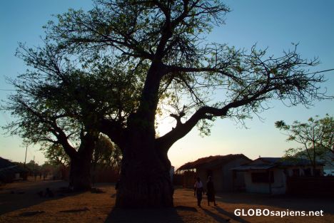 Postcard Baobab tree at Songa