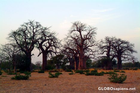 Postcard Baobabs near Segou