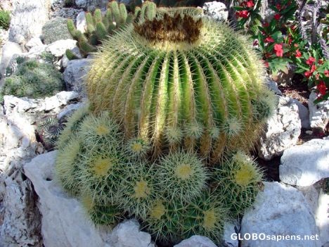 Postcard Exotic Garden - Cactus