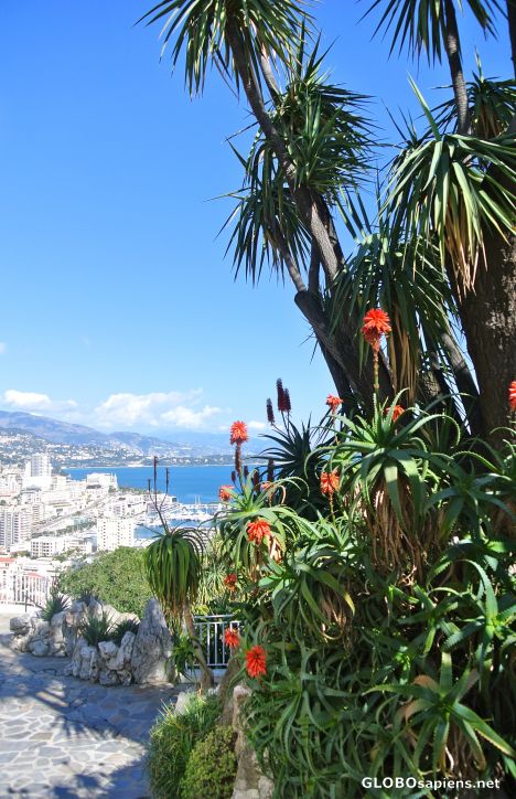 Postcard Jardin Exotique in Monaco