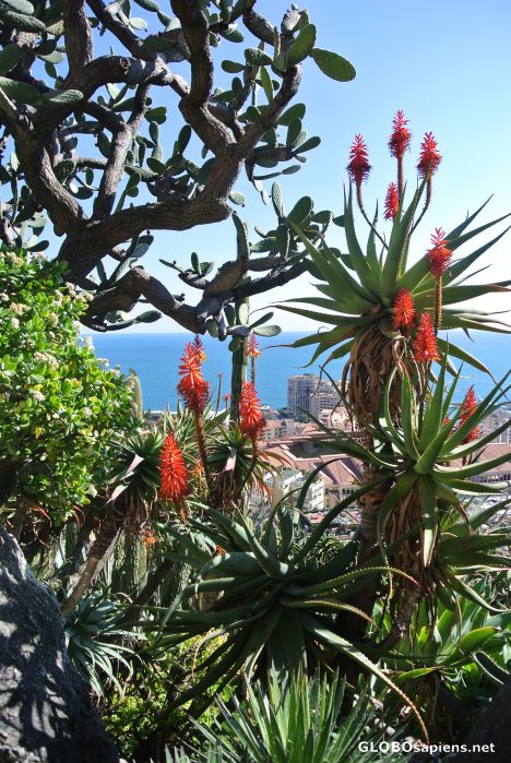 Postcard Botanical Garden in Monaco.
