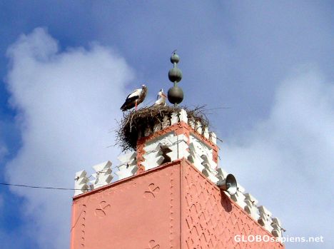 Postcard Stork's Nest