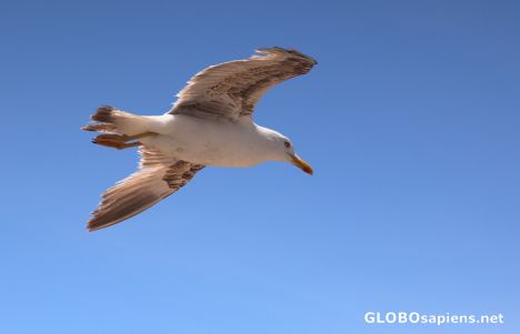 Postcard Flying seagull