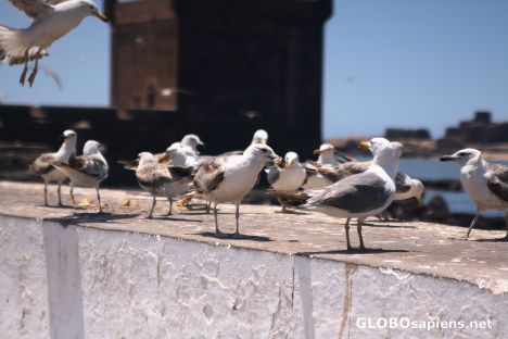 Postcard Seagulls