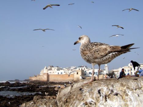 Postcard Gull watching Essaouira