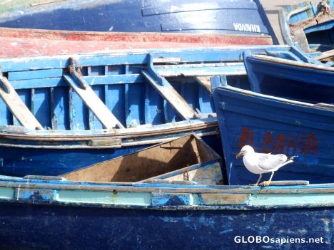 Postcard White gull, blue boats