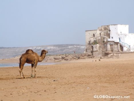 Postcard Camel on the beach
