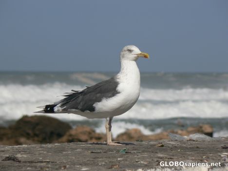 Postcard A seagull