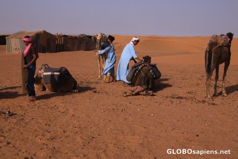 Postcard Preparing camels