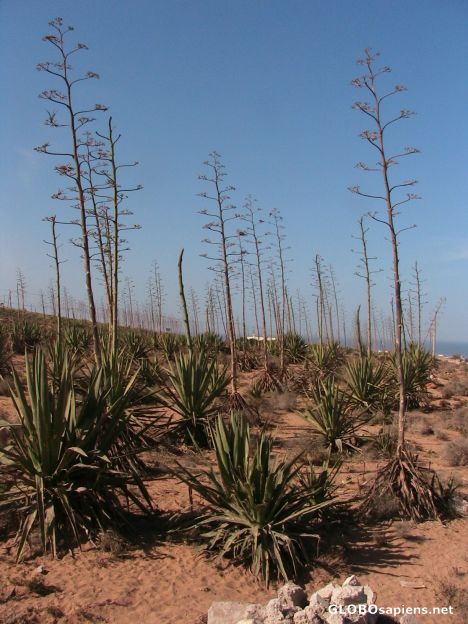 Postcard Cactus forest.