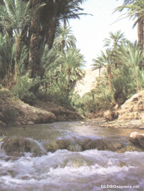 Postcard Vallee du Todgha