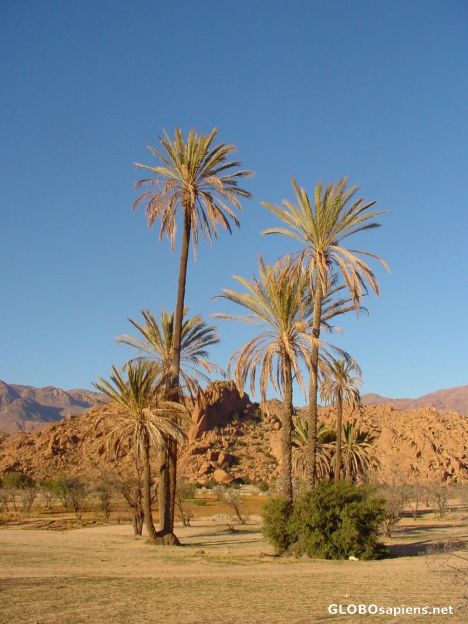 Postcard Palmtrees at Tafraout.