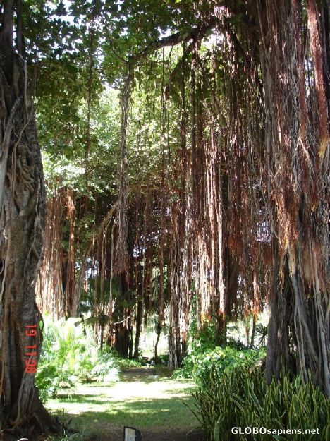 Postcard Botanical Garden in Mauritius