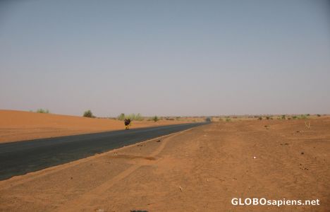 Postcard Lone traveller in the desert