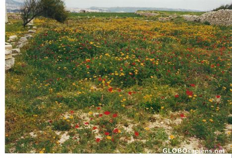 Postcard wildflower meadow