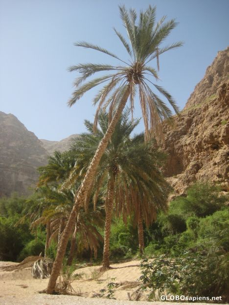 Postcard Wadi Shab