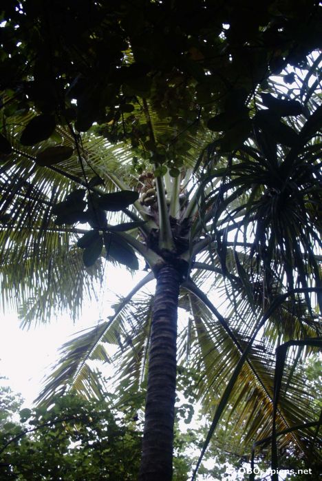 Postcard Maldivian coconut palm
