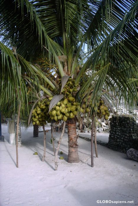 Postcard Maldivian >heavy loaded< coconut palm