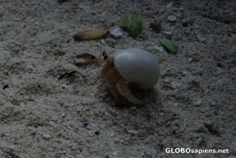 Postcard Maldivian nice hermit crab