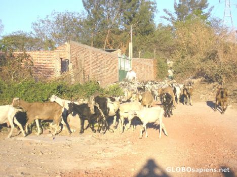 Postcard Village Goats