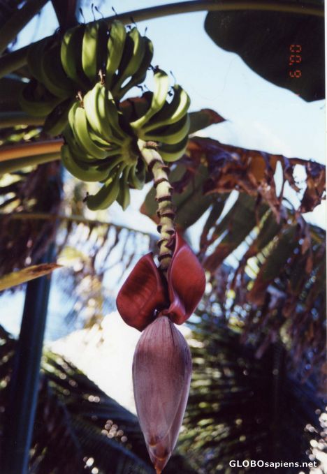 Postcard Banana mama