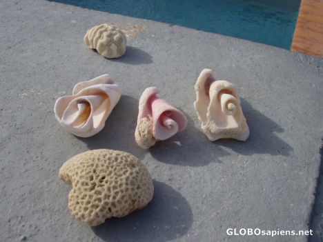 Postcard Shells found in the surf at Playa Secreto