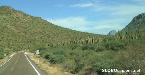 Postcard Cacti road -Californian Peninsula