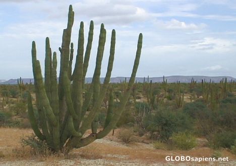 Postcard Roadside cacti