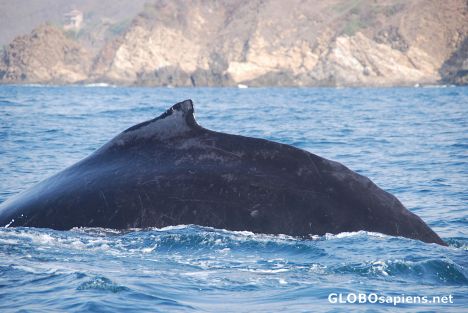 Postcard Cachalot Whale 01