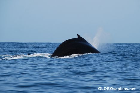 Postcard Cachalot Whale 02