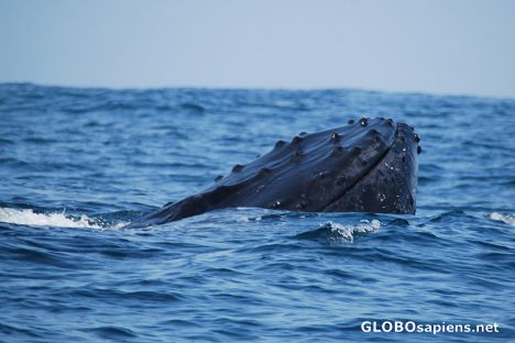 Postcard Cachalot Whale 03