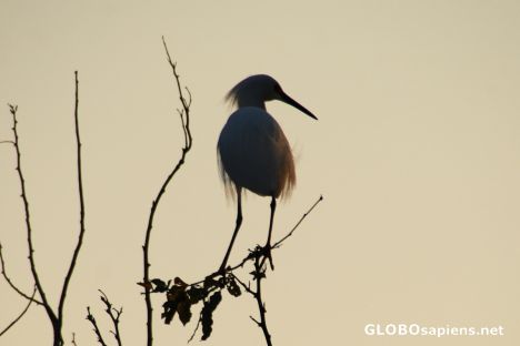 Postcard Bird at sunset