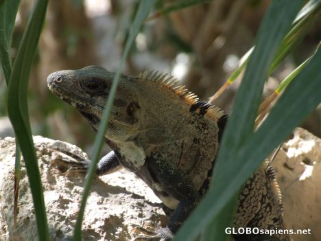 Postcard Male iguana