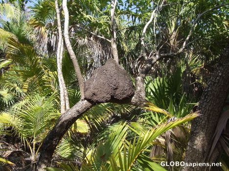 Postcard Termite nest