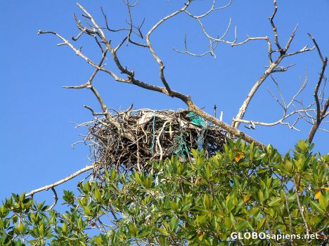 Postcard Osprey's nest