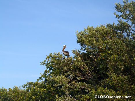 Postcard Pelican up a tree