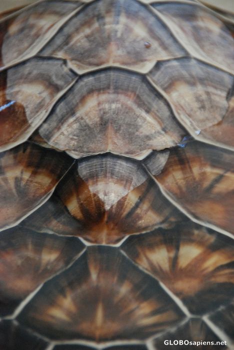 Postcard Turtle Shell