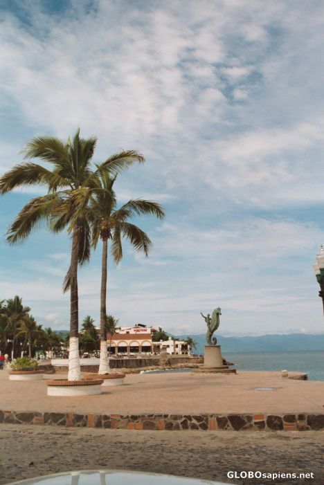 Postcard The palm trees in Puerto Vallarta