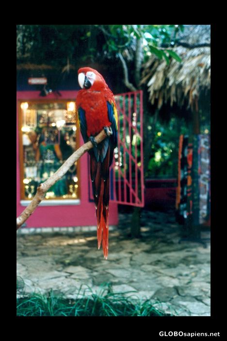 Postcard Mexico Xel-Ha Eco-Park Wild Parrots